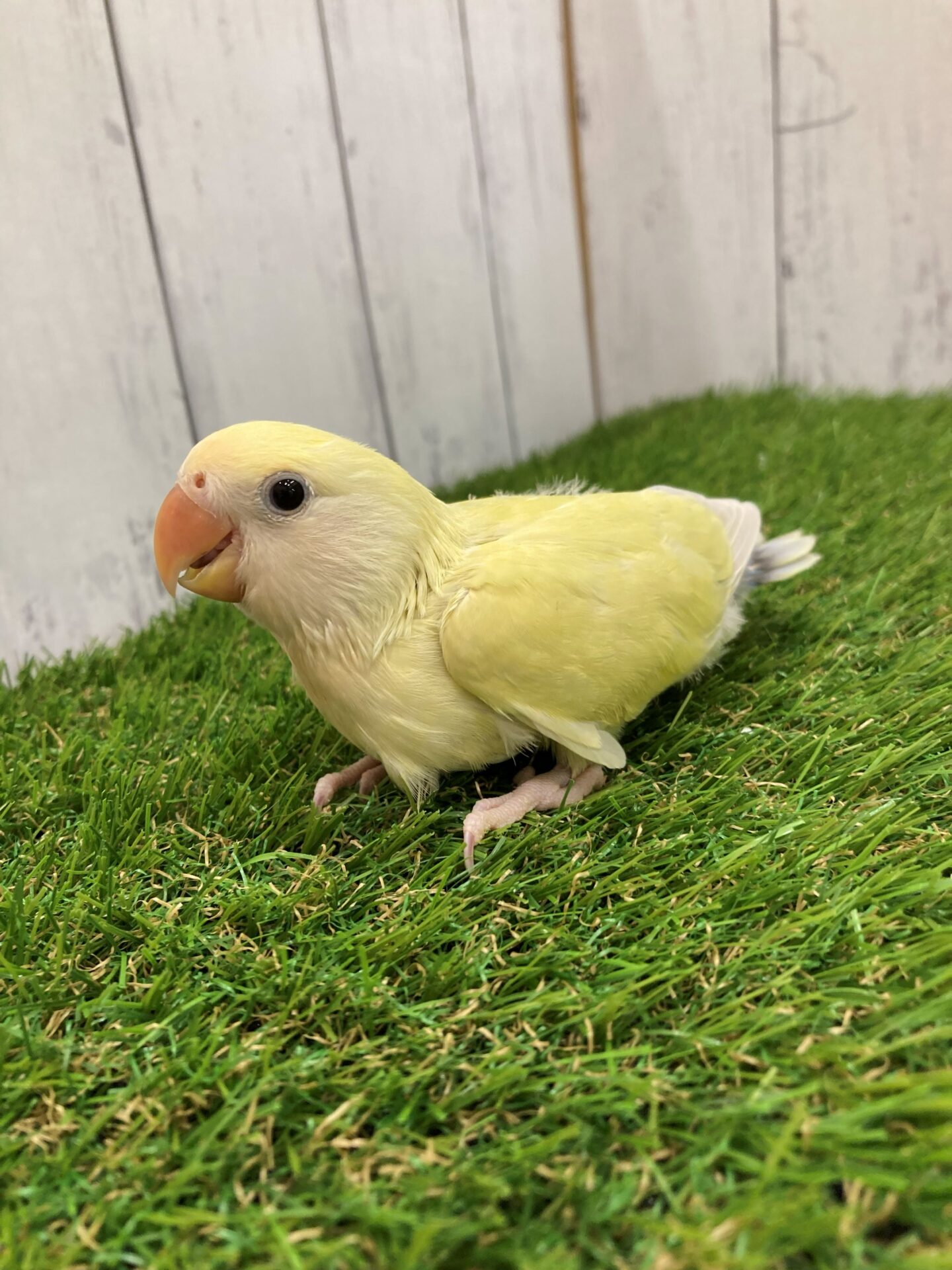 専用です^ - ^ コザクラインコさん コザクラインコ | ペットフォレスト