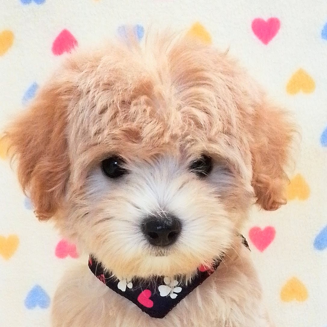 MIX犬 | ペットフォレスト