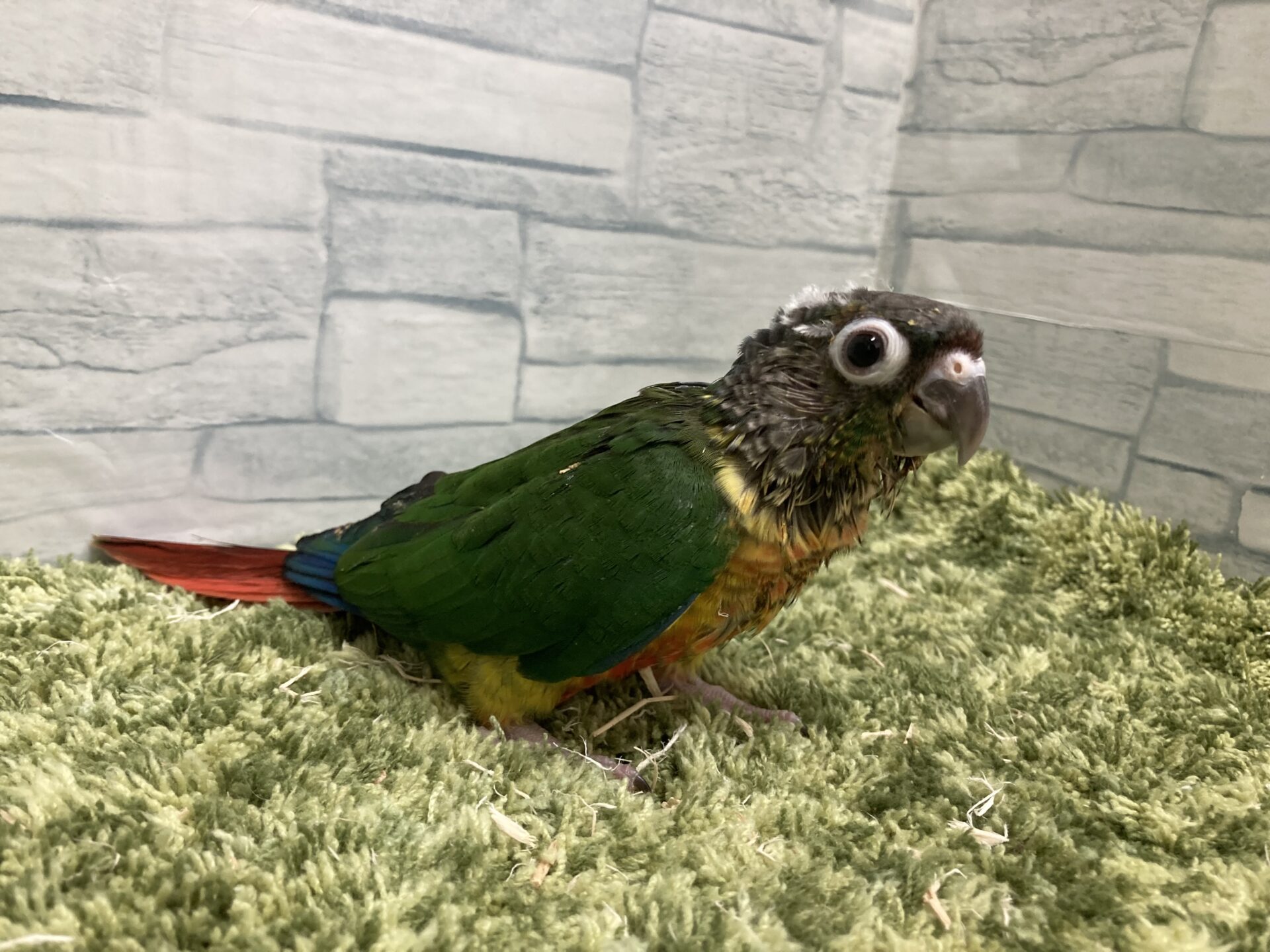 ワキコガネウロコインコ | ペットフォレスト