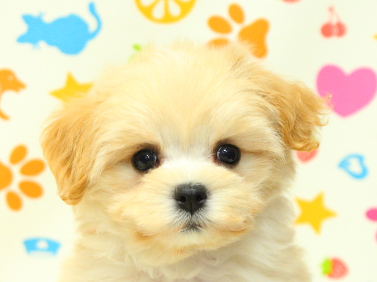 MIX犬 | ペットフォレスト