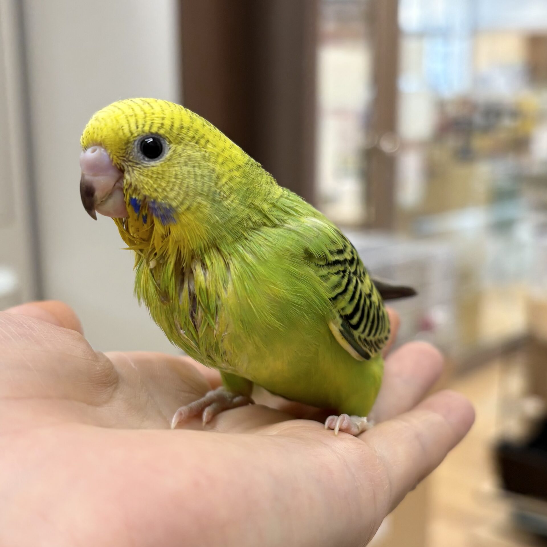 セキセイインコ | ペットフォレスト