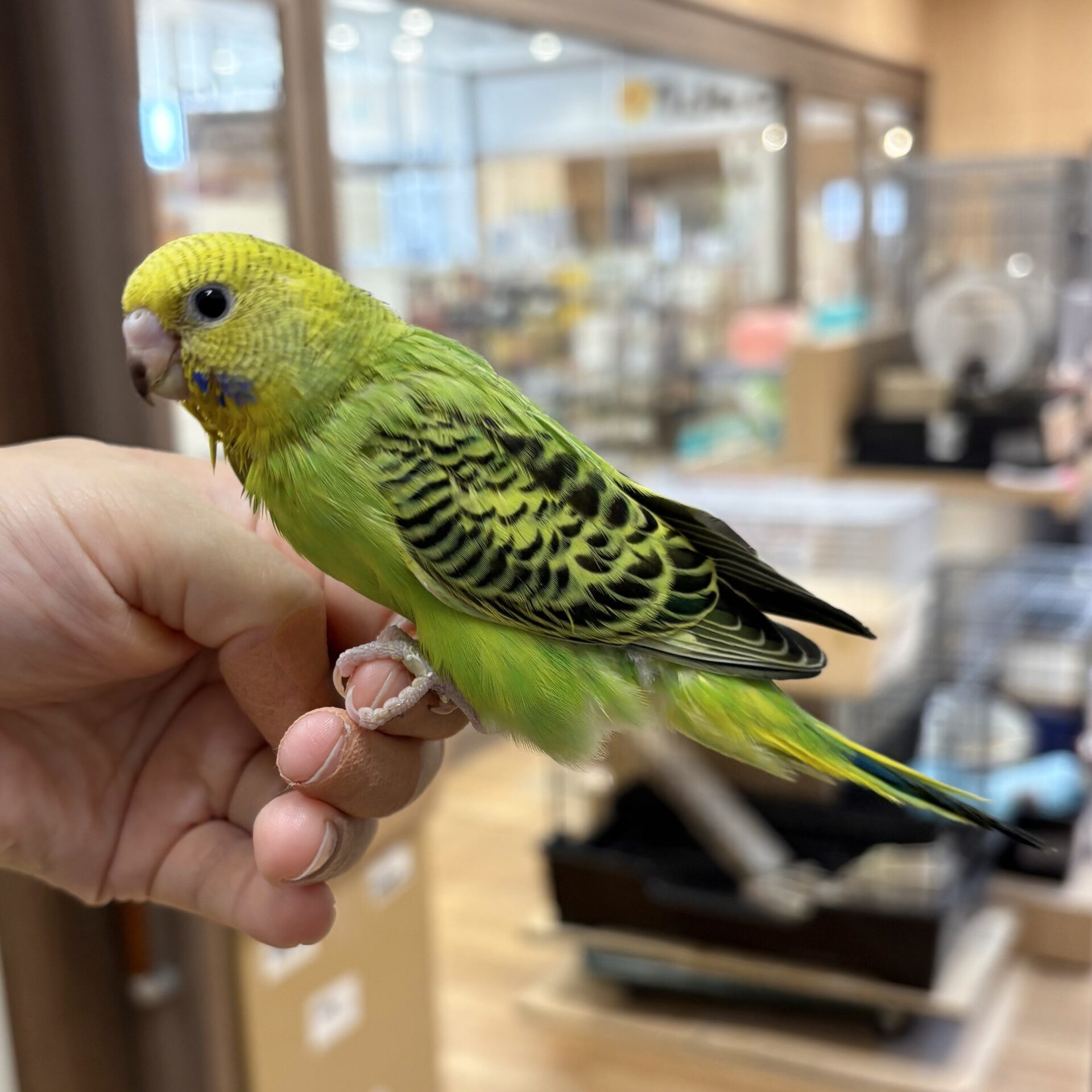 セキセイインコ | ペットフォレスト