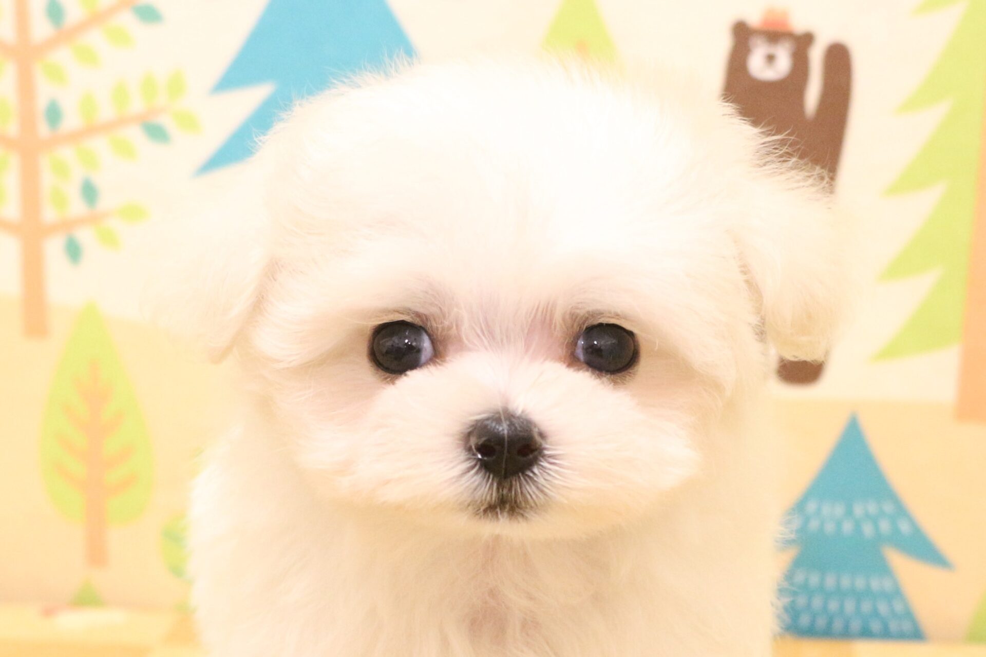 MIX犬 | ペットフォレスト