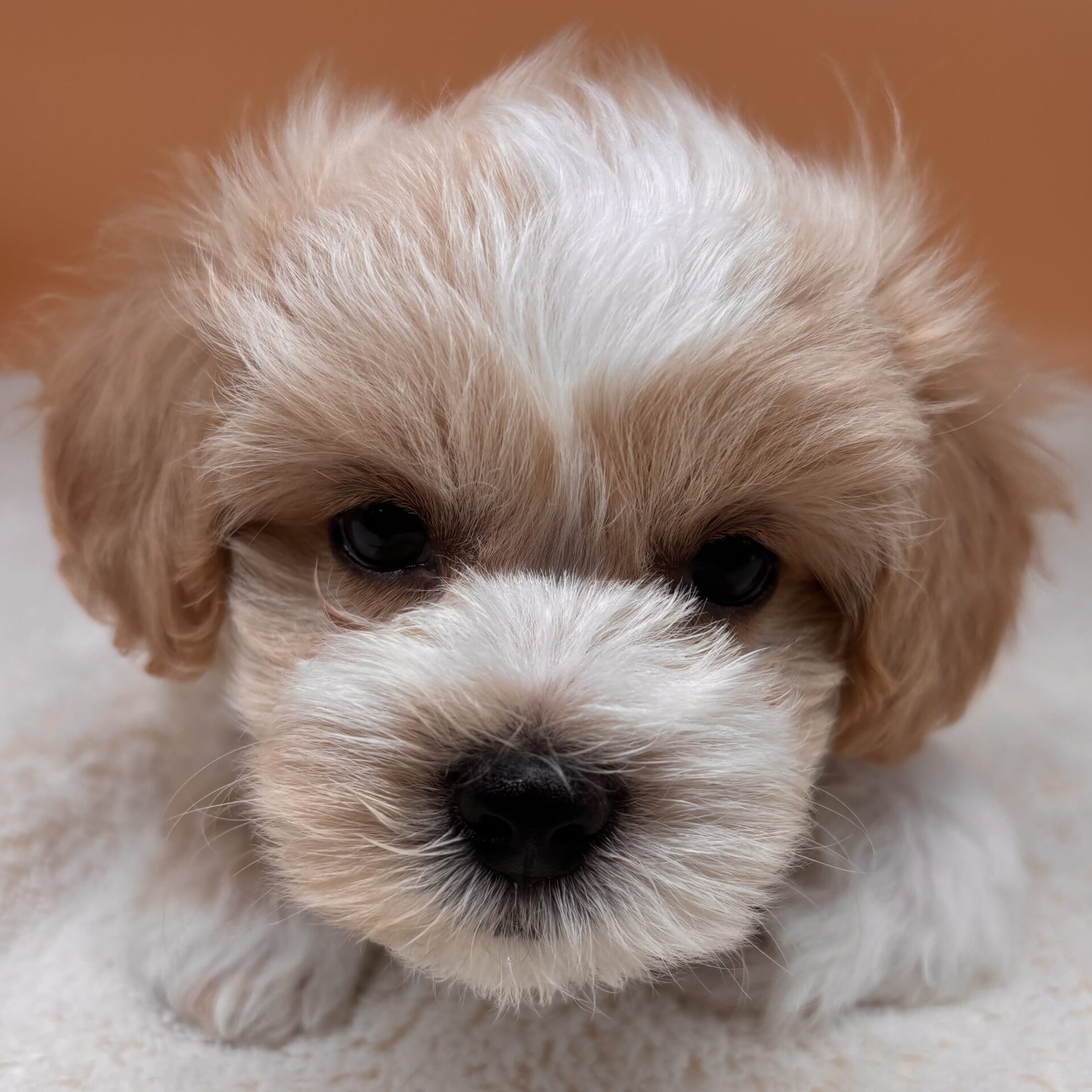 MIX犬 | ペットフォレスト