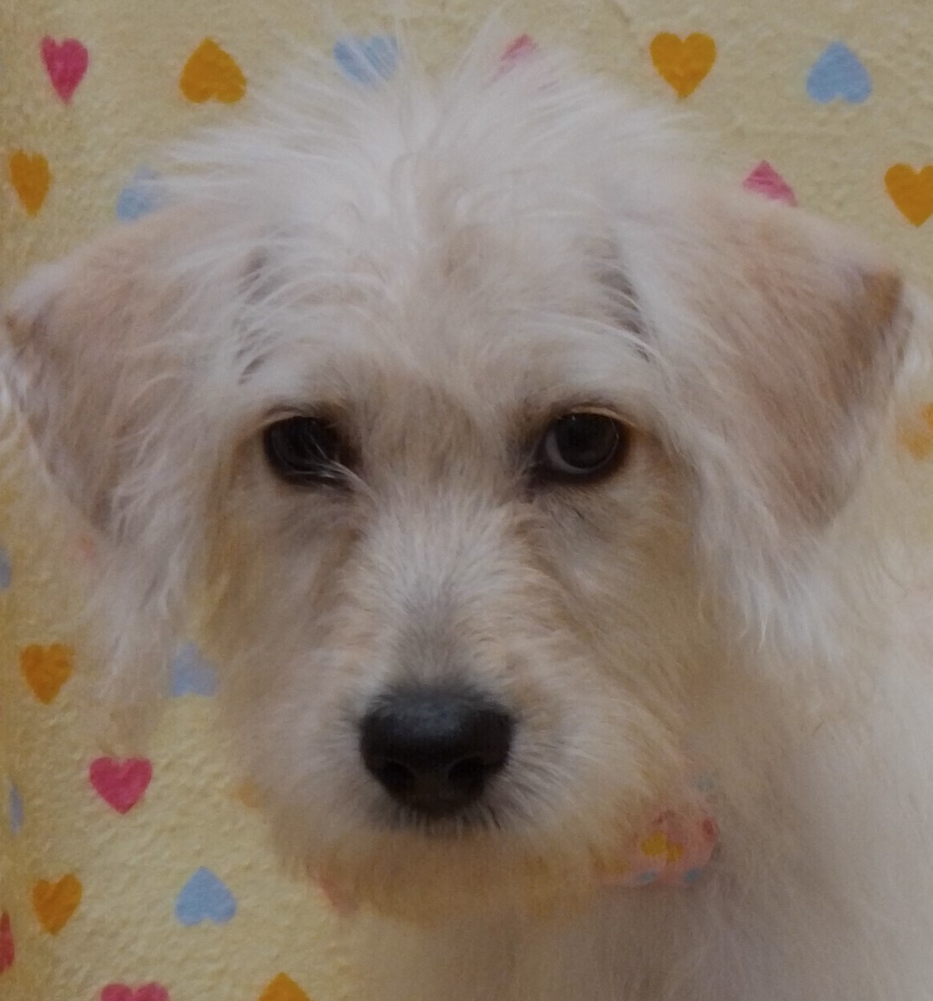 MIX犬 | ペットフォレスト