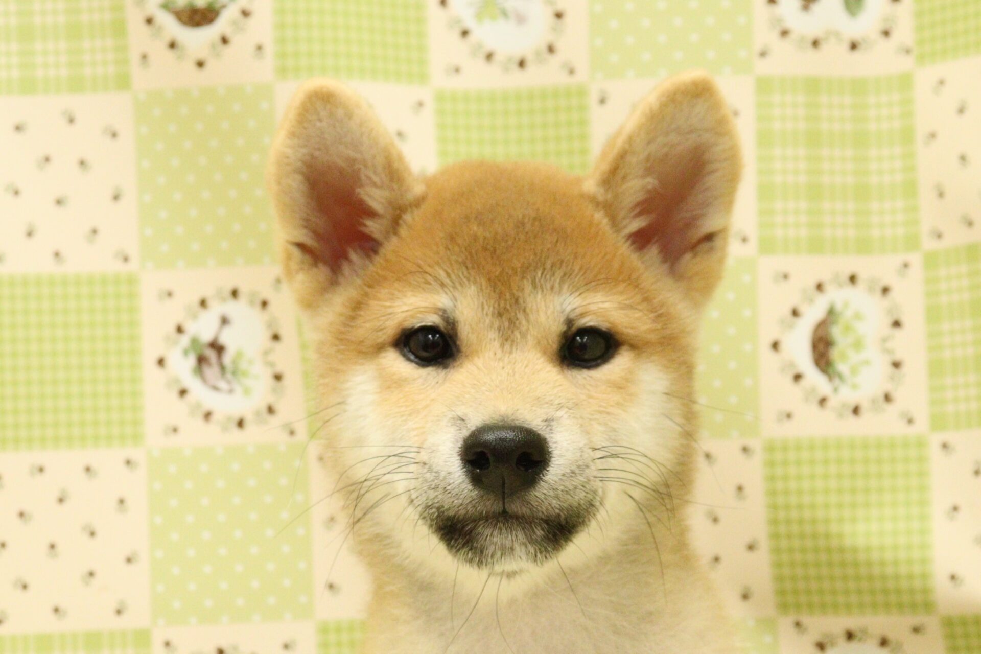柴犬 | ペットフォレスト