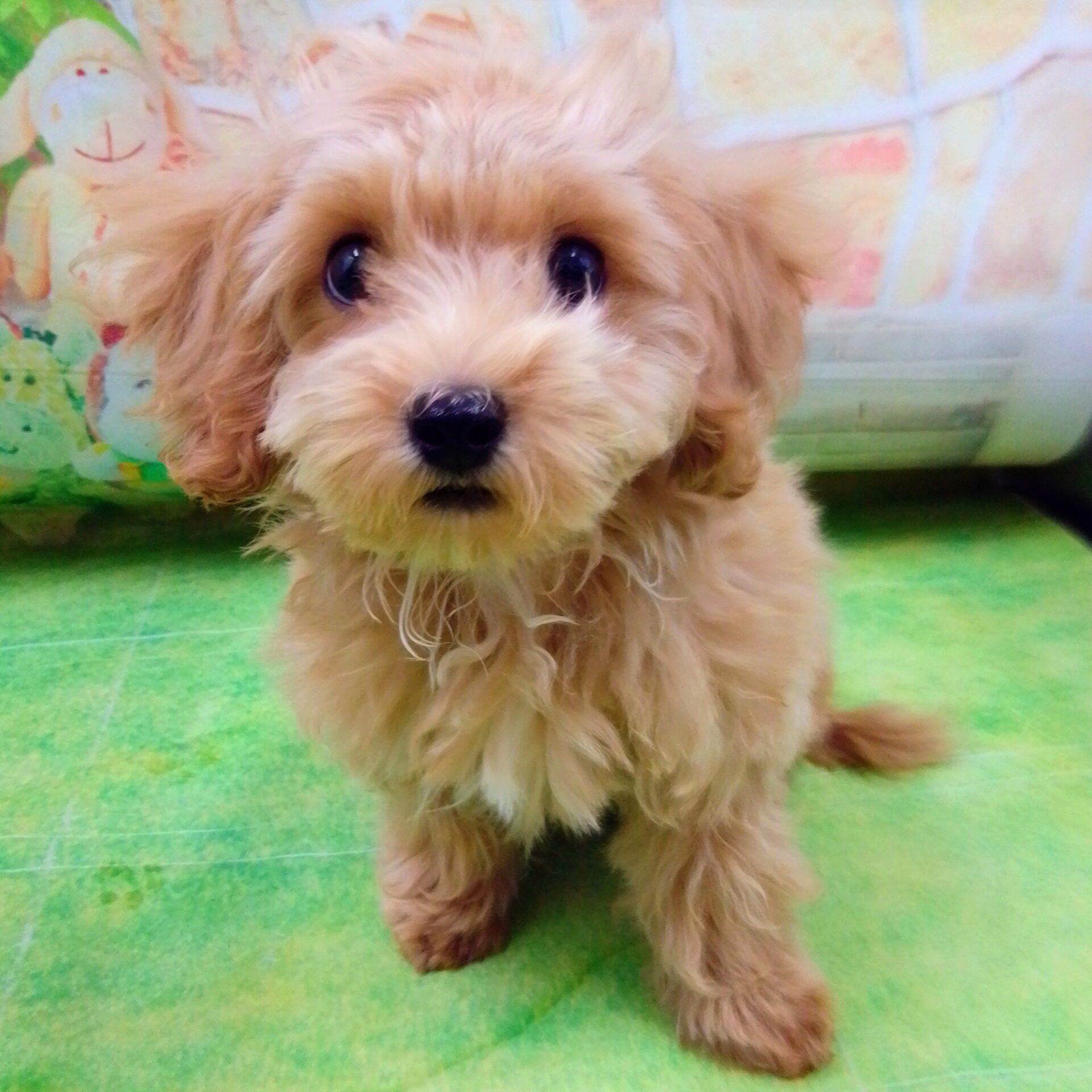 MIX犬(マルチーズ×トイプードル) | ペットフォレスト