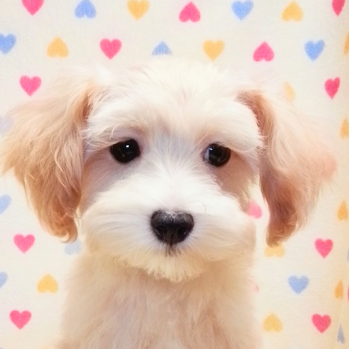 MIX犬 | ページ 3 | ペットフォレスト