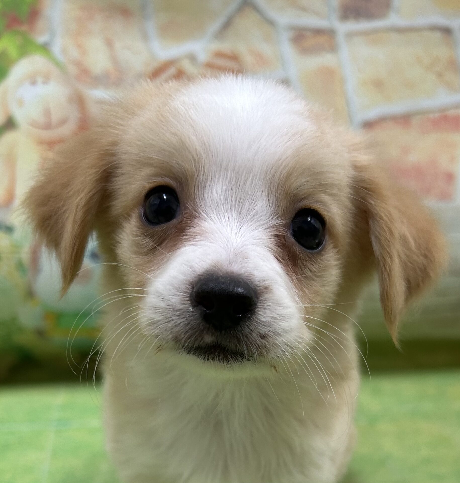 MIX犬（チワワ×(チワワ・Mシュナウザー)） | ペットフォレスト