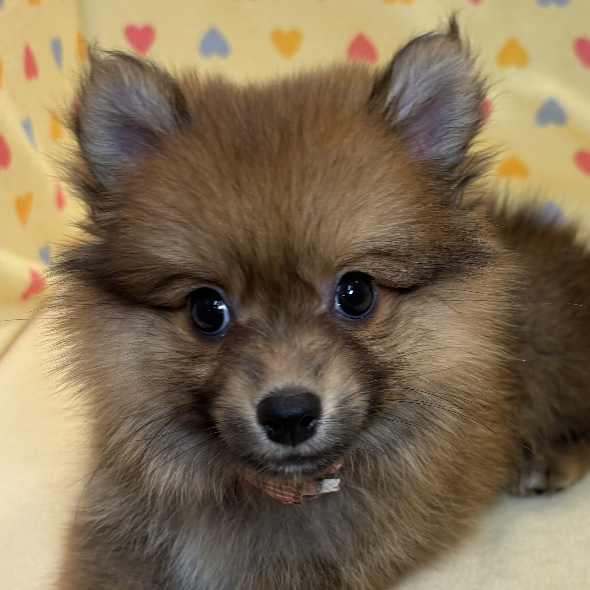 MIX犬(ポメラニアン×シェットランド・シープドッグ) | ペットフォレスト