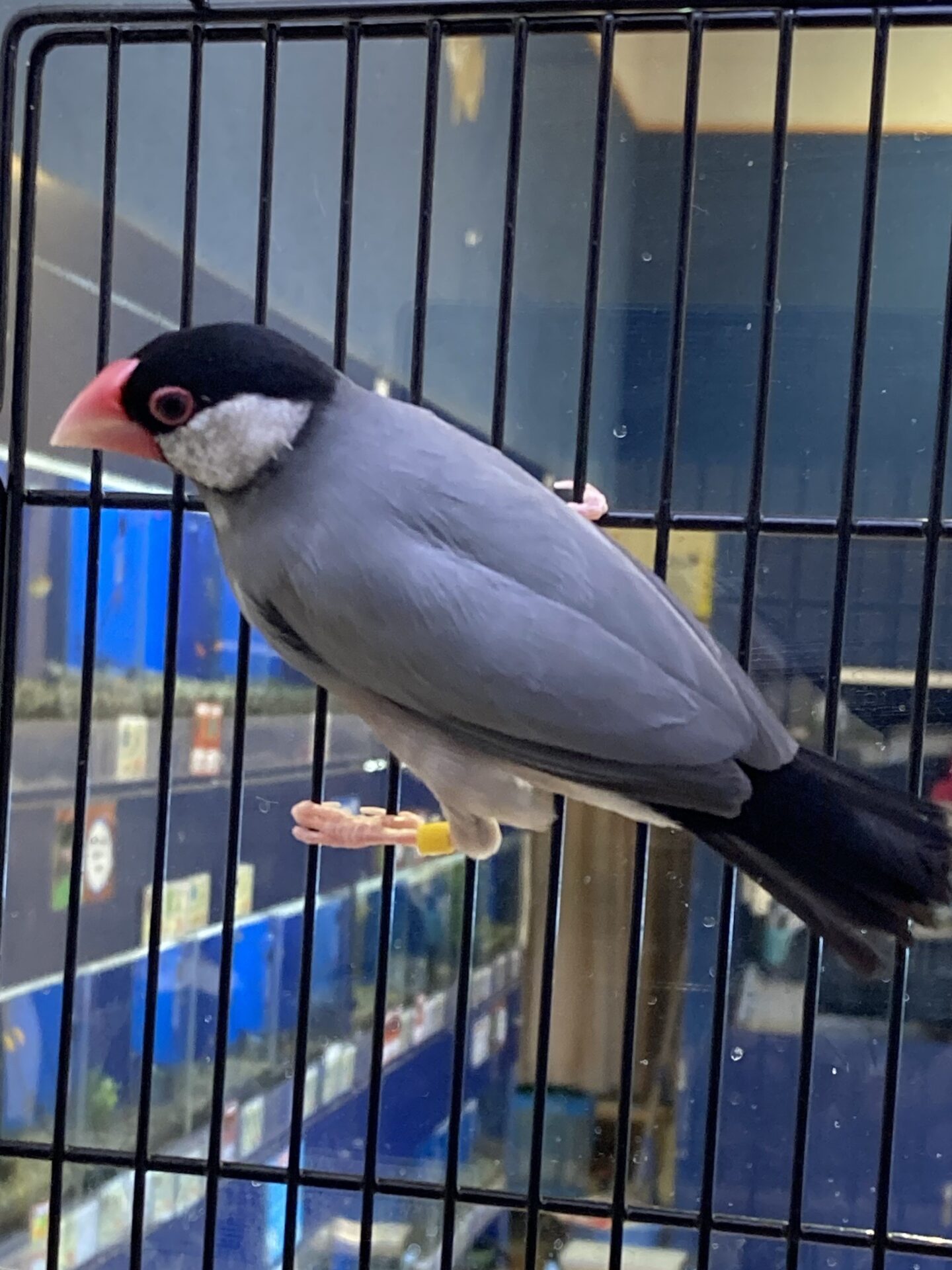 文鳥 | ペットフォレスト