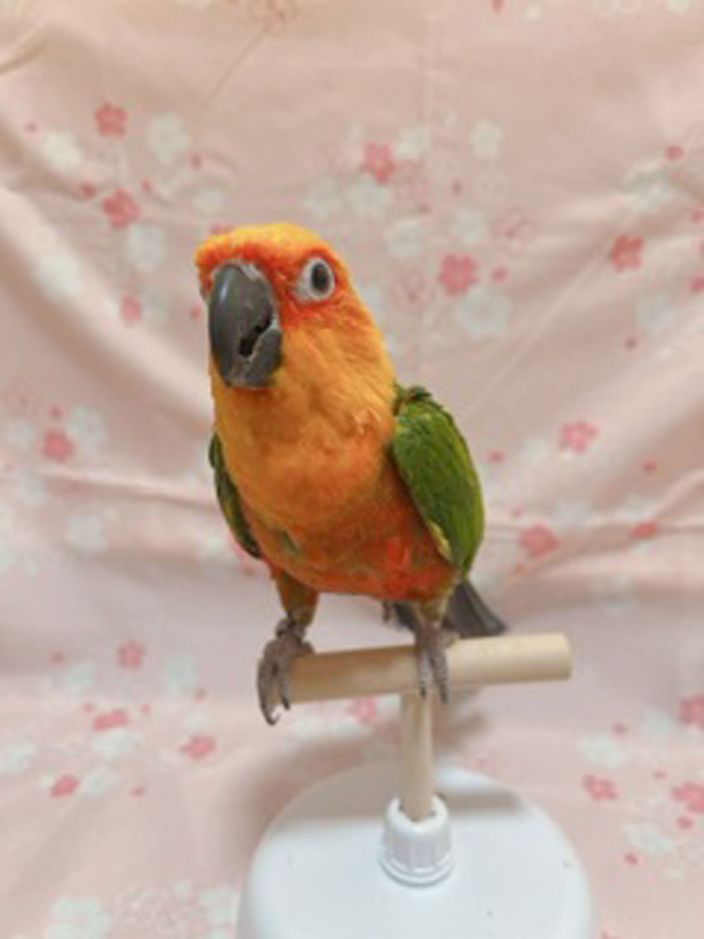 ナナイロメキシコインコ | ペットフォレスト