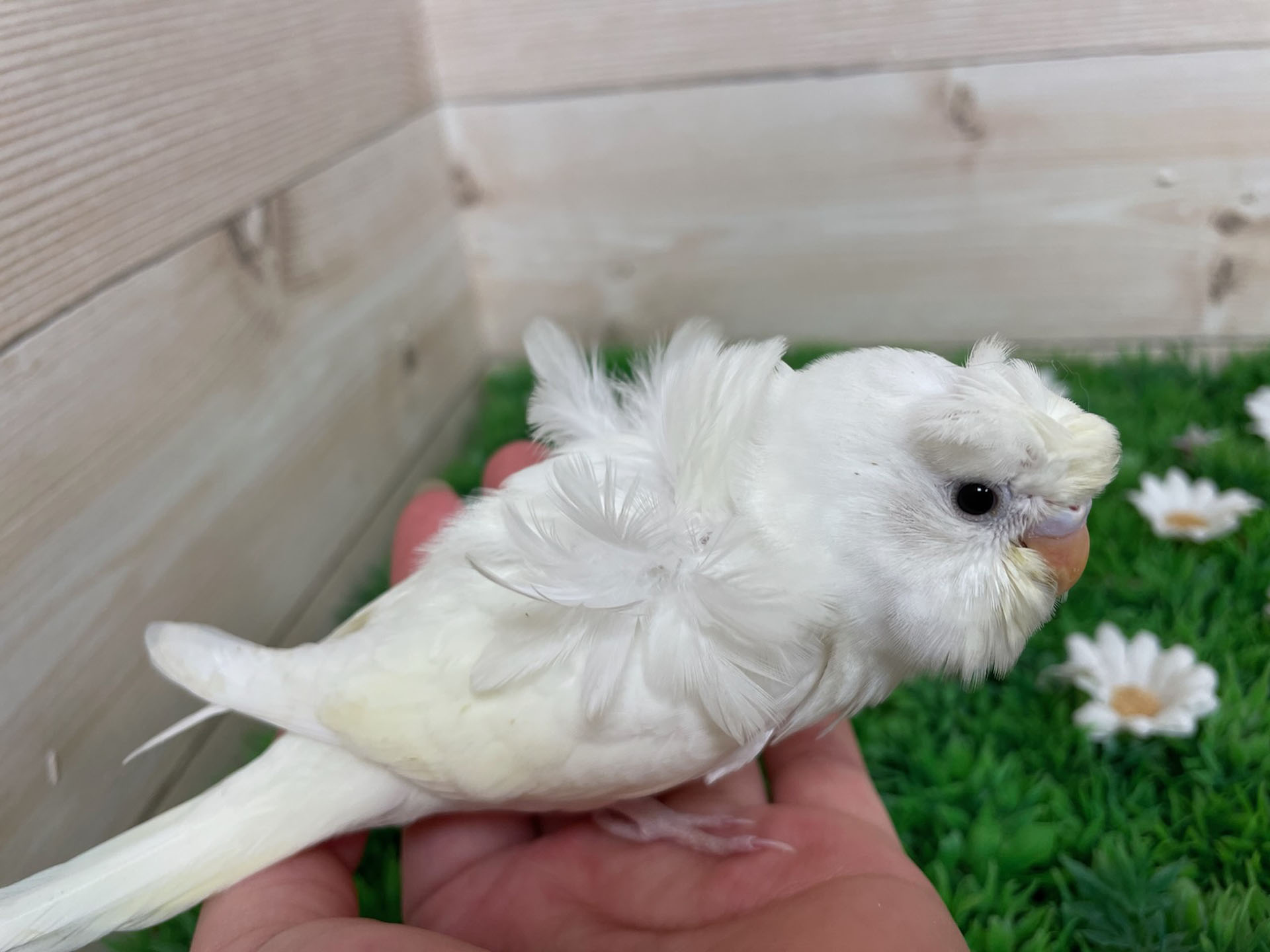 羽衣セキセイインコ様々います。 - 家具