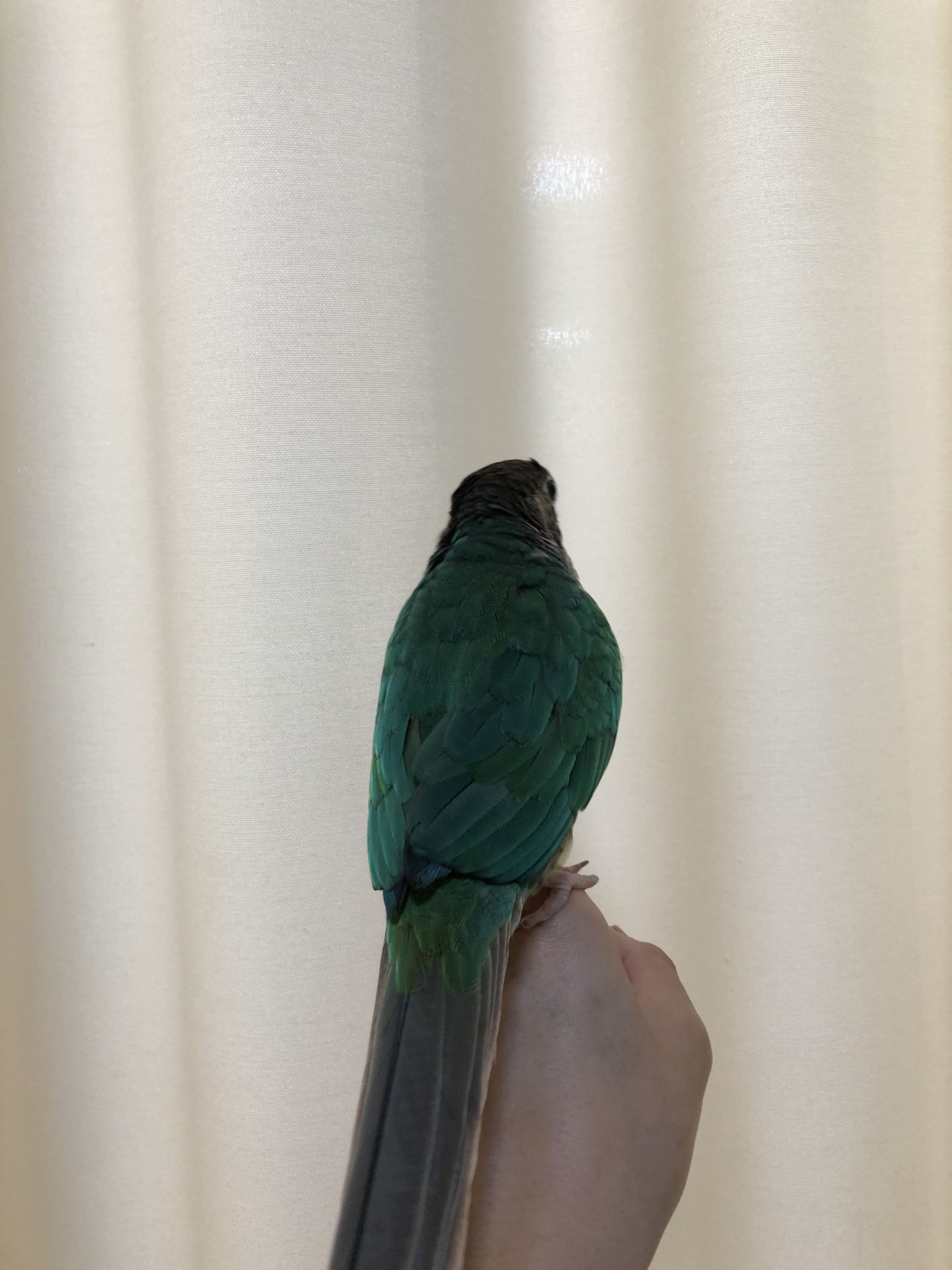 ワキコガネウロコインコ | ペットフォレスト